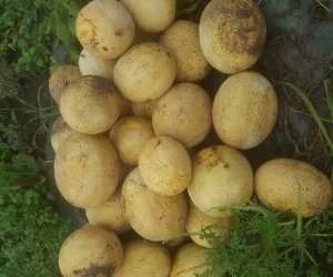 Farm Share Week 12 (Aug 22-25, 2018)