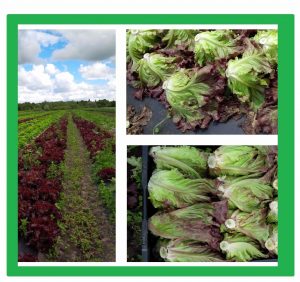 Find out how we grow our delicious organic veggies