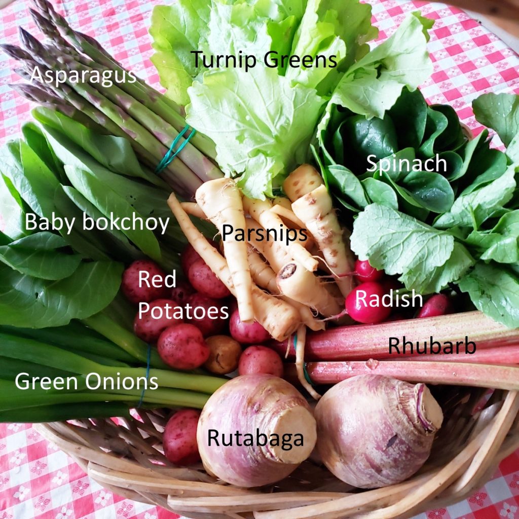 Half Share with asparagus, radish, rhubarb, rutabaga, red potatoes, green onions, baby bokchoy, spinach, parsnips & turnip greens