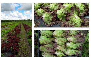 lettuce pics aug 2015