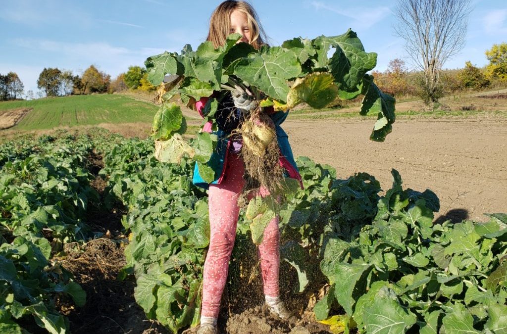 Farm Share 2019 Week 20 (Oct 16-19)