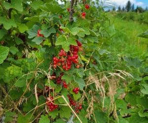 Redcurrants & Garlicky Goodness (June 28 to July 2)