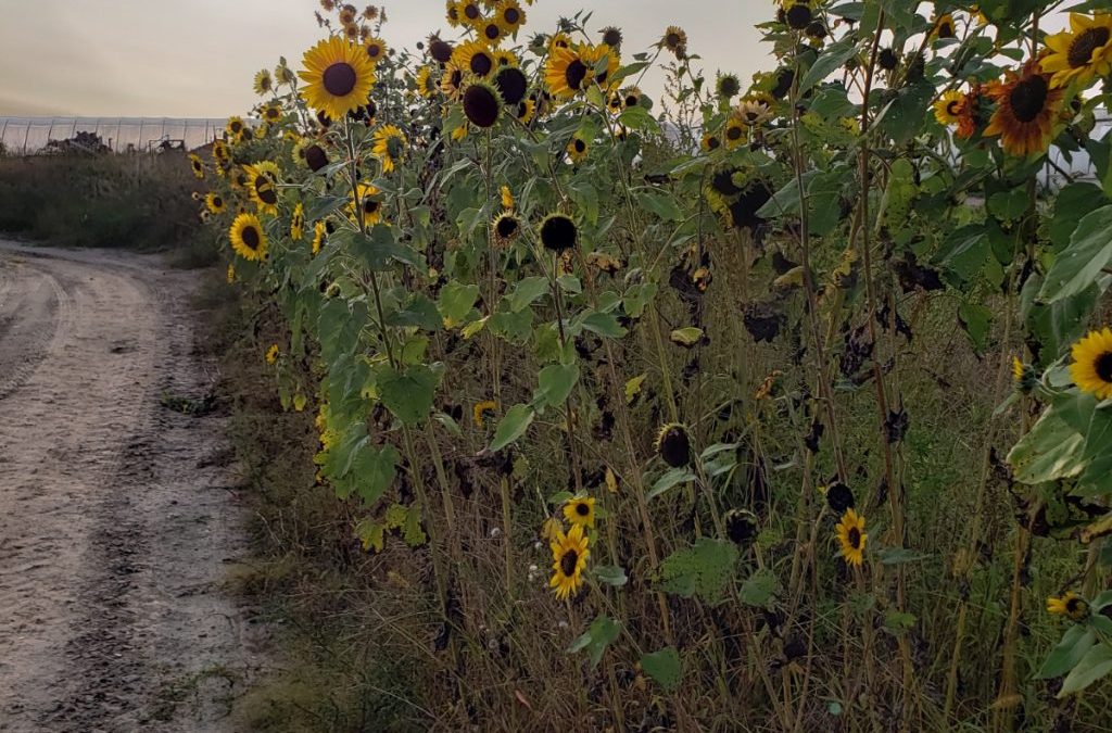 It’s Sunflower Week!