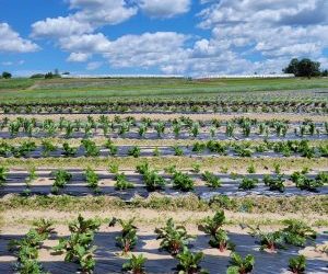 Taste the Rainbow: Your Farm Shares June 21 to 25, 2022