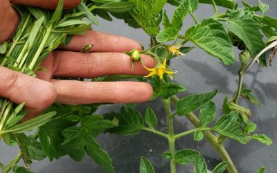 Farm Share 2019 Week 3 (June 19-22)